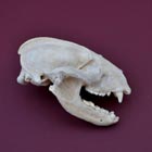 badger skull